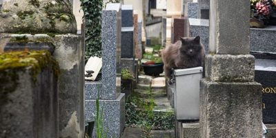 Cat in Montmartre Cemetery