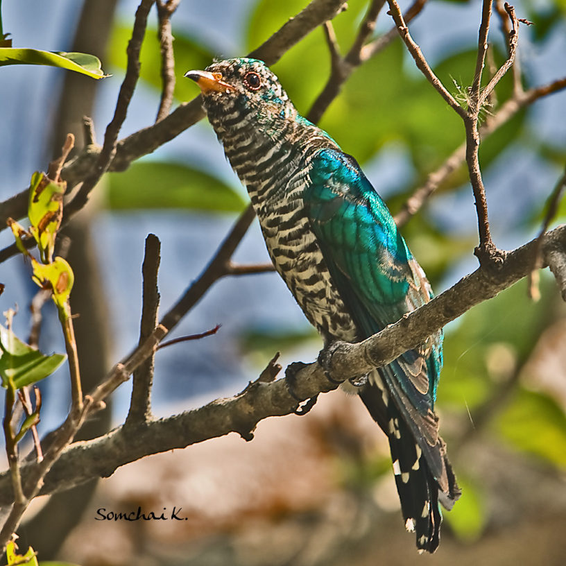 birding tour bangkok