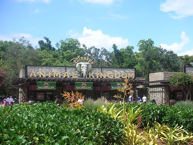 Top 10 Interesting Facts about Animal Kingdom - Discover Walks Blog