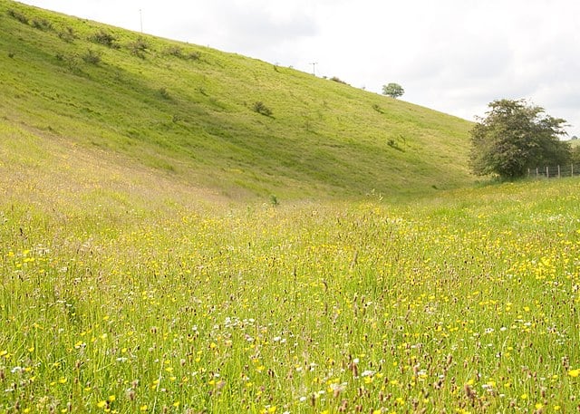 A carpet of meadow flowers in Cottam Well Dale