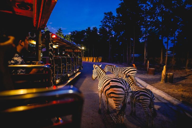 san diego safari park night time