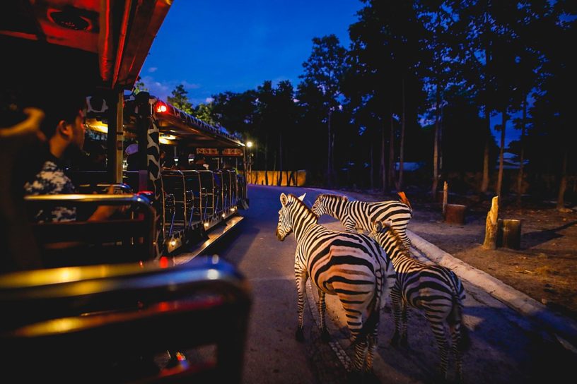 Top 10 Amazing Facts about Night Safari Nocturnal Wildlife Park - Discover  Walks Blog