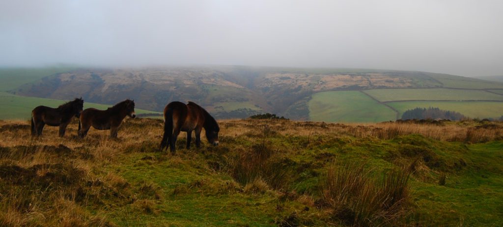 10 interesting Facts about Exmoor - Discover Walks Blog