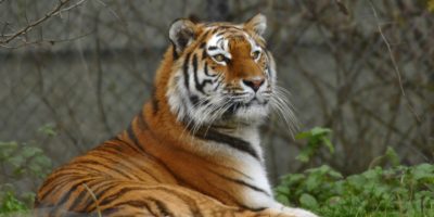 Top 10 Intriguing Facts about Hellabrunn Zoo Munich