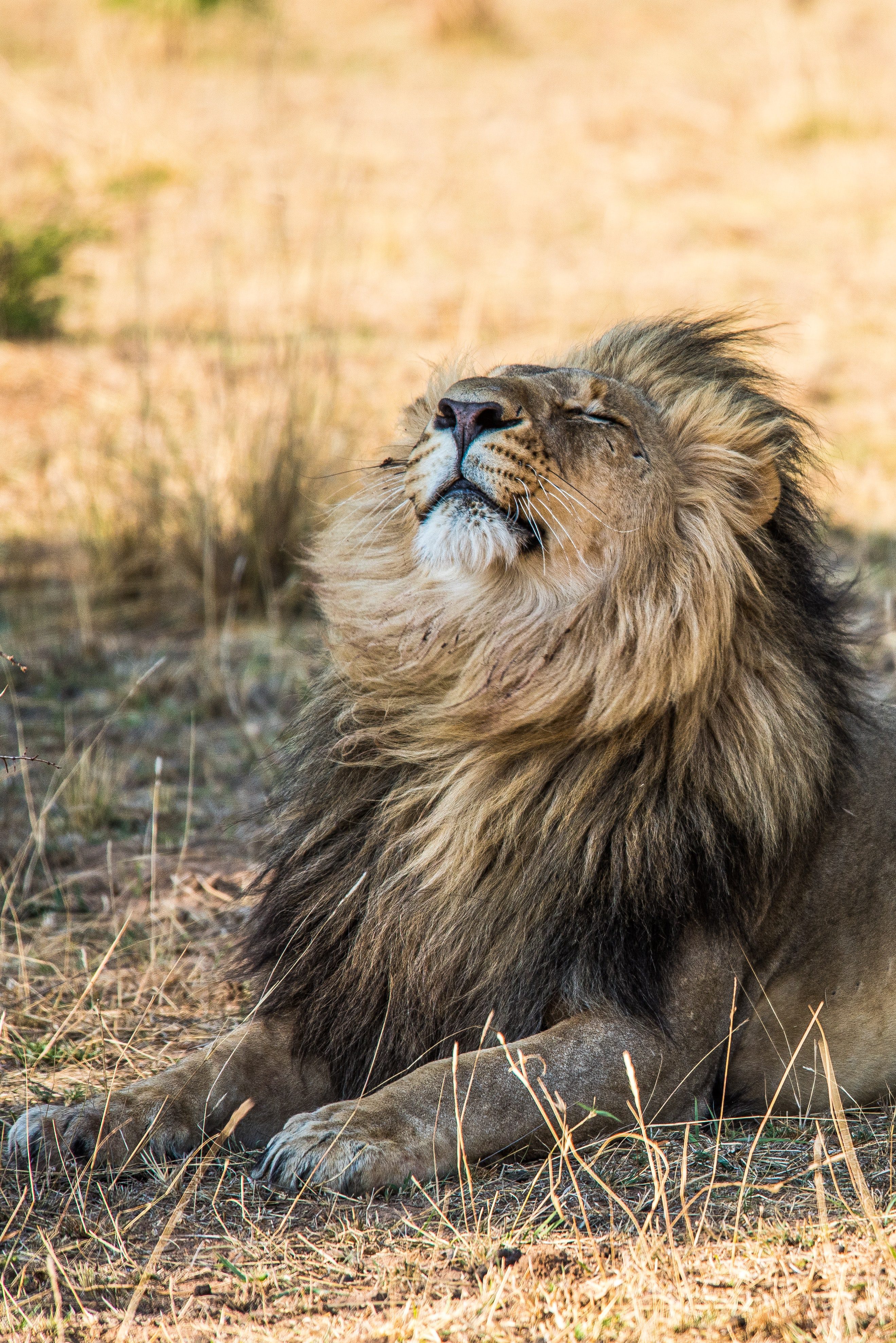 10 cool lion facts: fun info about the kings of the jungle