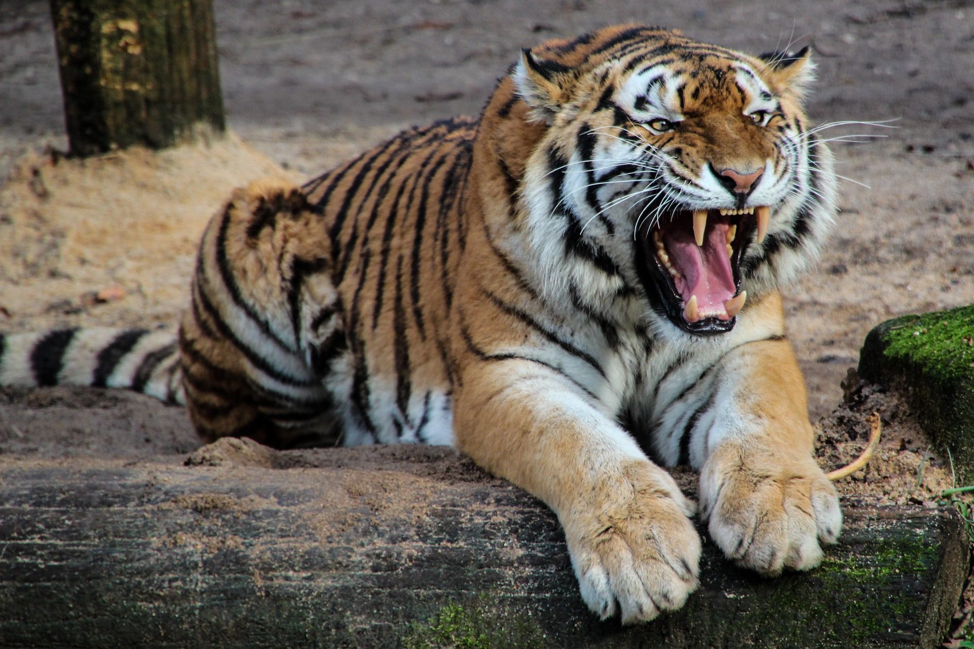 Which Animal has the Loudest ROAR? - The National Wildlife Federation Blog