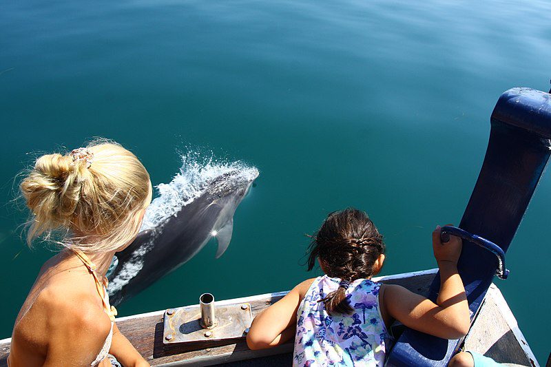 The Best Dolphin Tours in Virginia Beach