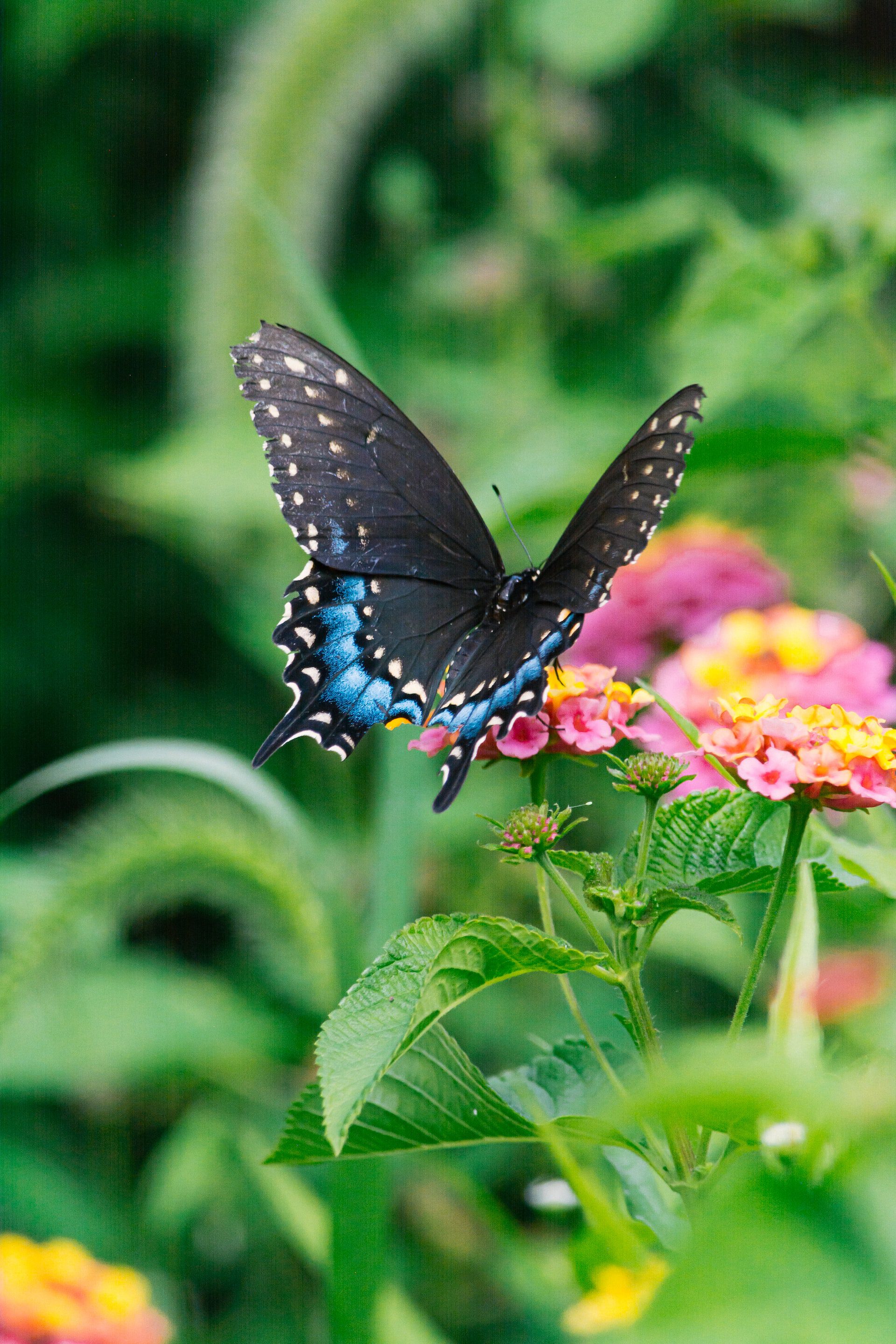 30 Fascinating Facts about Butterflies - Discover Walks Blog