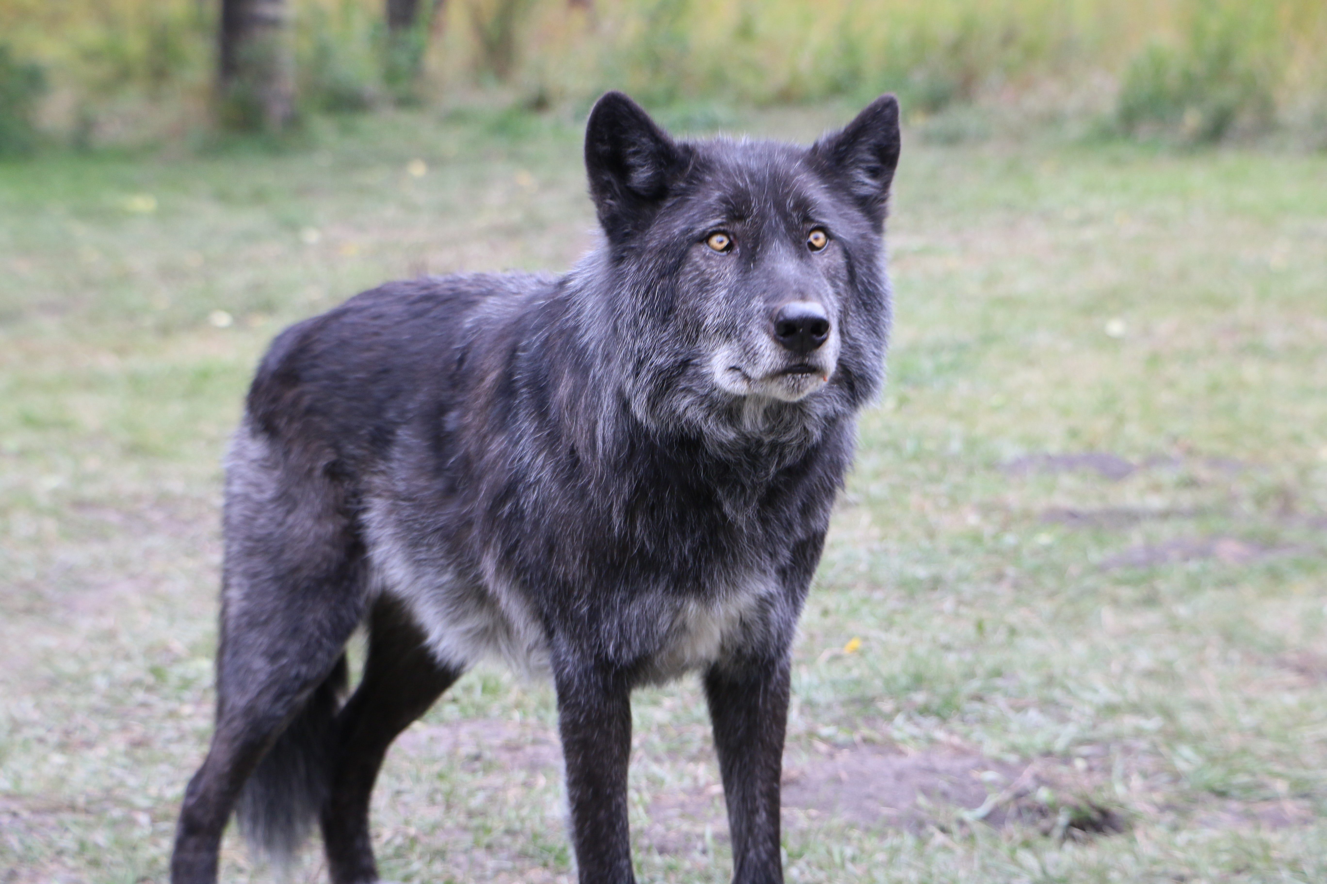 Ms wolf. Возможно ли стать волком. Есть ли волки в Исландии. Кто такой гигантский бородатый волк.
