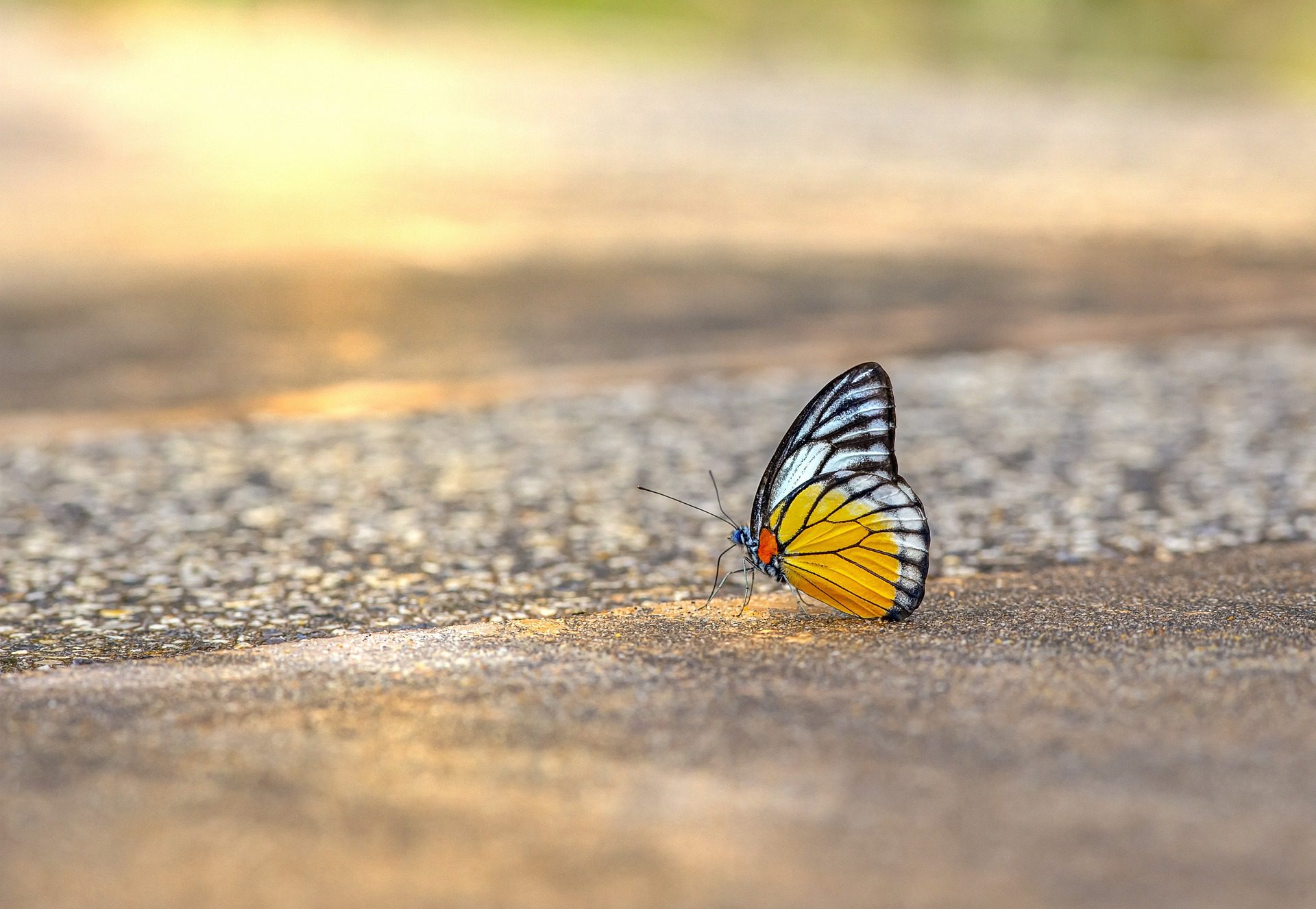 30 Beautiful Facts About Butterflies - The Fact Site