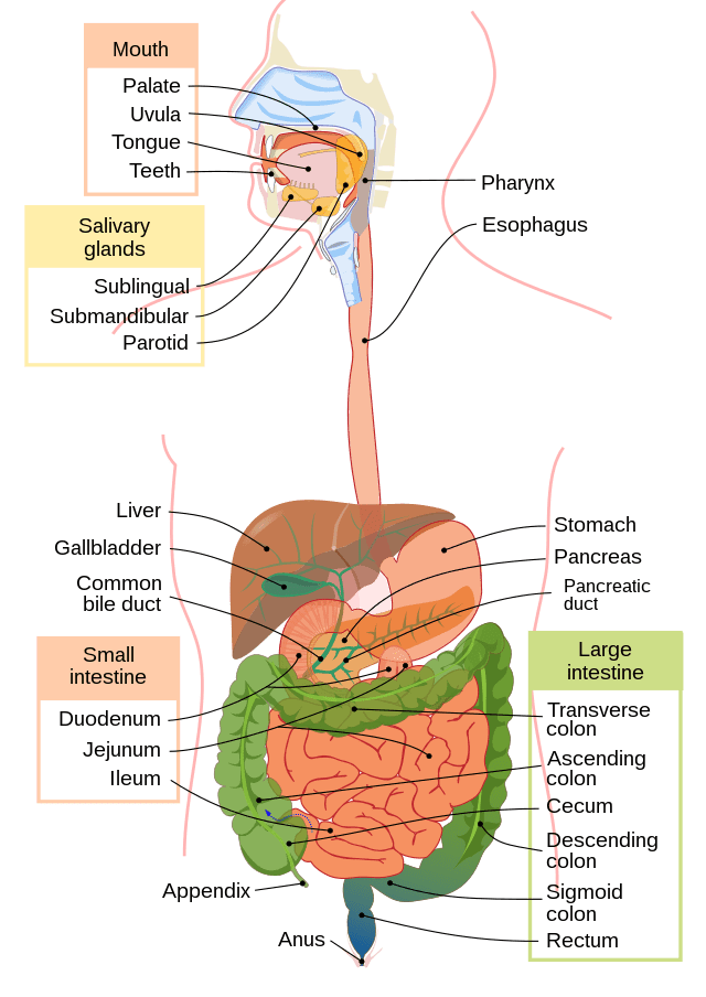 A picture of the gastrointestinal tract, also called the digestive tract, alimentary canal, or gut, is the system of organs within multicellular animals that takes in food, digests it to extract energy and nutrients, and expels the remaining waste.