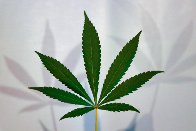 Marijuana/cannabis plant leaf