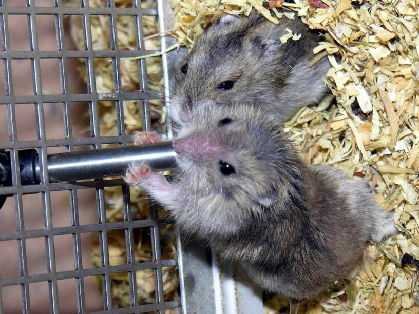 Hamster Facts. Amazing Facts About Hamsters