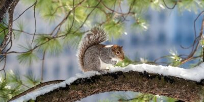 15 Amazing Facts About Squirrels