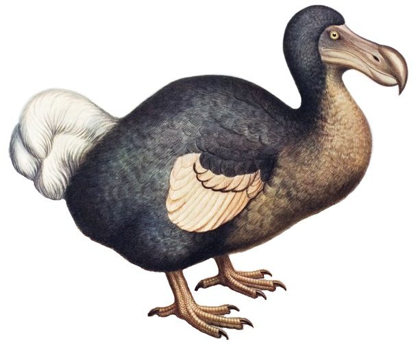15 Fascinating Facts About Dodo Birds - Discover Walks Blog