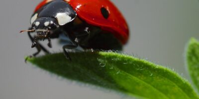 10 Amazing Facts About Ladybugs