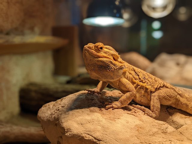 15 Bizarre Facts About Bearded Dragons