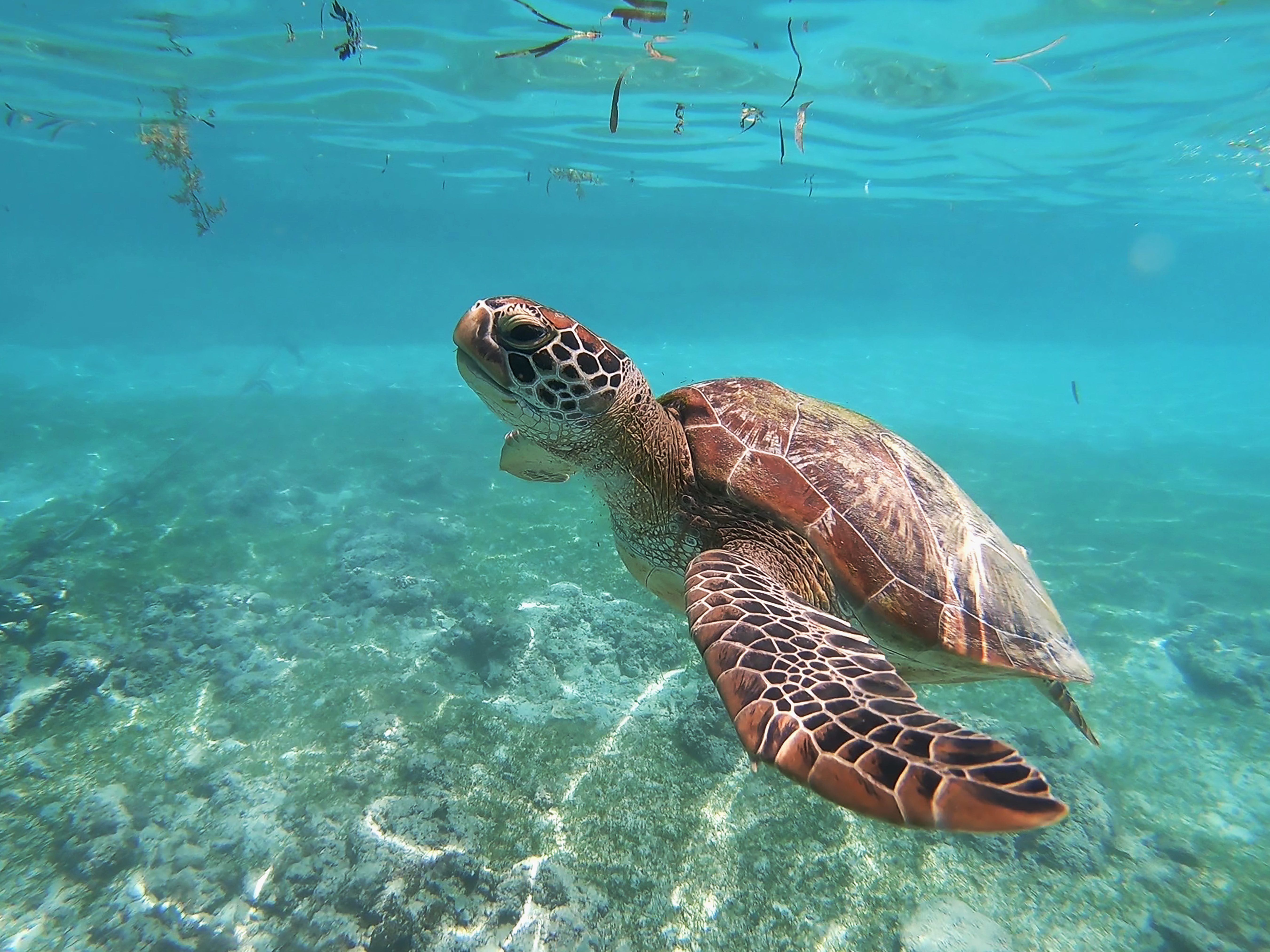 Черепаший пляж шри. Бухта Абу Дабаб. Хиккадува черепахи. Хиккадува Шри Ланка черепахи. Морские черепахи Шри Ланка.