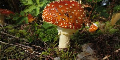34 Things To Know About Mushrooms