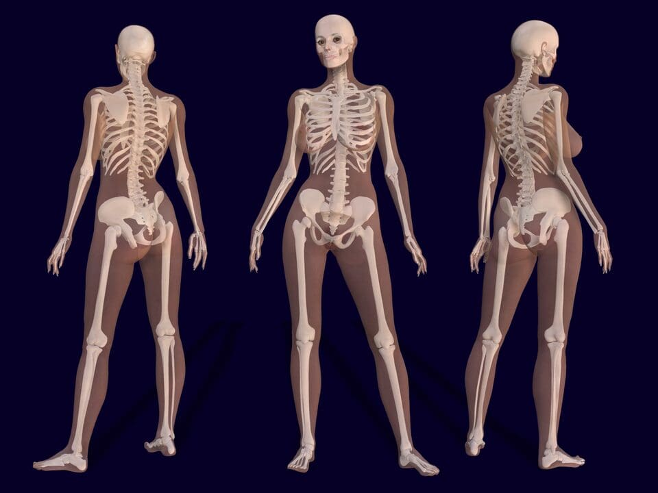 How Many Bones Are in the Human Body, And Other Fascinating Facts About  Skeletons
