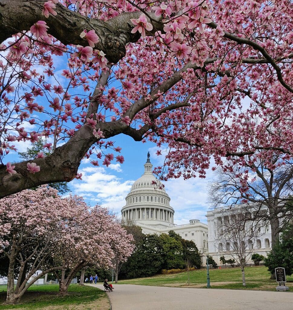 The U.S. Capitol building, as seen from a pathway on the capitol grounds, with a magnolia tree branching overhead.