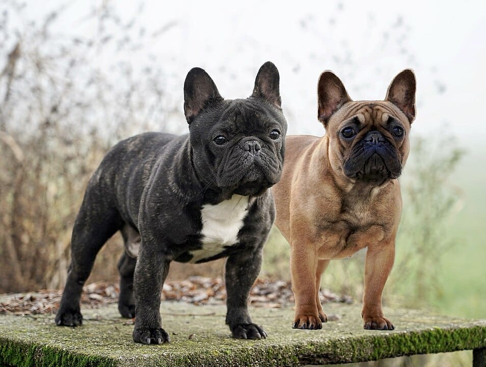 20 Fascinating Facts About French Bulldogs - Discover Walks Blog