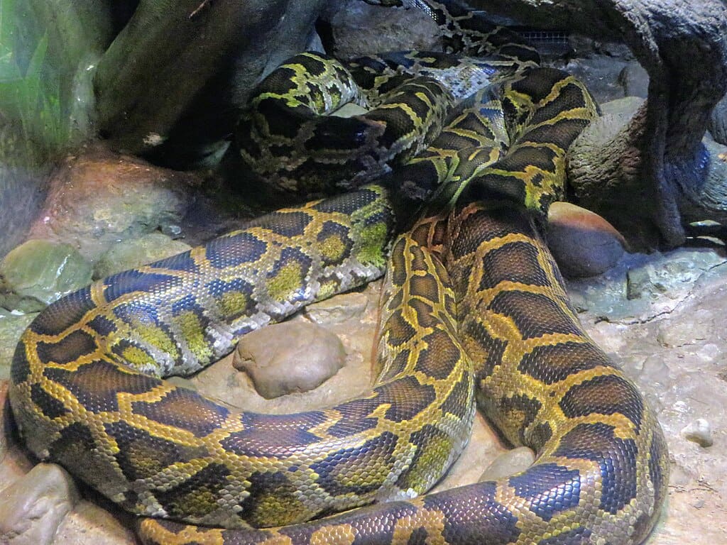 15 Facts About Burmese Pythons - Discover Walks Blog