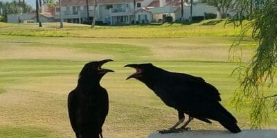 Common ravens engage in gular panting to remove excess heat from their bodies