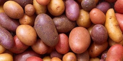 Different potato varieties