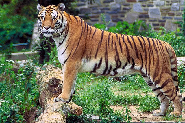 8 Amazing Bengal Tiger Facts