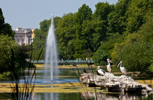 The Pelicans basking in the sunshine in St. James's Park, London. Buckingham Palace is in the background.