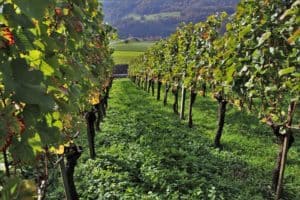 Wine grapes vineyard